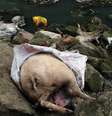 <p>157 porcos mortos foram encontrados em rio da China, aumentando as preocupações com um prolema antigo no país, o de contaminação de alimentos</p>  Foto: Getty Images 