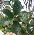 O pulgão é uma das pragas mais comuns em jardins e hortas. Ele prefere plantas mais jovens. Pode ser combatido com um preparado de folhas de losna. É só ferver 30g de losna em um litro dágua, diluir em mais dez litros e aplicar sobre o espécime contaminado  Foto: Topiaria Paisagismo/ Divulgação