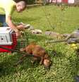 Cão foi encaminhado para tratamento em uma clínica veterinária  Foto: Divulgação