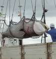 <p>Baleia minke &eacute; descarregada&nbsp;em&nbsp;porto da ilha de Hokkaido, em setembro de 2013&nbsp;&nbsp;</p>  Foto: AP