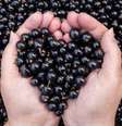 Também chamada de cassis, a groselha negra possui propriedades antioxidantes e anti-inflamatórias que fazem a diferença no espelho   Foto: Shutterstock 