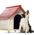 Em casos extremos, uma pessoa pode entrar com uma ação contra seu vizinho por conta de barulhos causados pelo cachorro  Foto: Eric Isselee/Shutterstock