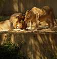 Leão morreu infectado por Antraz em zoológico na Hungria; outros animais estão sendo monitorados  Foto: Getty Images 