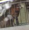 Foto de Frazier Glenn Cross, acusado de matar 3 pessoas numa área judia em Kansas  Foto: AP