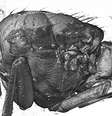 <p>Cientistas fizeram imagem 3D de mosca durante o voo</p>  Foto: BBC News Brasil