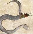 <p>A centopeia não resistiu à luta com a cobra e morreu</p>  Foto: Reprodução / Twitter