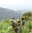 <p>Arjam Roskam com sua equipe buscando novas cannabis na América do Sul</p>  Foto: Divulgação