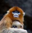 <p>Os macacos-dourados são alguns dos animais que integram a lista de espécies raras </p>  Foto: Wikimedia
