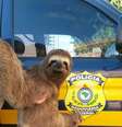 <p>Bicho-preguiça foi encontrado agarrado a um caminhão no interior do Rio Grande do Sul</p>  Foto: Divulgação / Polícia Rodoviária Federal