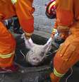 Bombeiros tiveram trabalho para resgatar o animal  Foto: Reuters