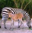 <p>O filhote tem listras nas patas e orelhas de jumento</p>  Foto: Zoológico de Reynosa / Reprodução