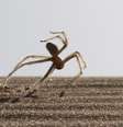 <p>Aranha da espécie Cebrennus rechenbergi faz suas rotações em terrenos planos, declives e até mesmo em aclives</p>  Foto: Prof. Dr. Rechenberg / Divulgação