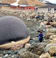 <p>Pesquisadores do Museu de Ontário colherão o esqueleto e amostras de tecido da baleia azul que encalhou em Rio Trout</p>  Foto: AP