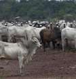 <p>Peru é um importador de volumes insignificantes de carne bovina brasileira</p>  Foto: Reuters