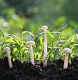 O fungo filtra a matéria orgânica para a absorção das plantas. Se brotaram, é sinal de que o jardim está bem nutrido  Foto: MeePoohyaPhoto/Shutterstock