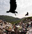  Foto: Eco Desenvolvimento