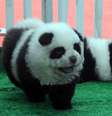 "Cachorro-panda" é novo sucesso em pet shops chineses  Foto: Reprodução