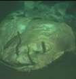 Carcaça de tubarão-baleia foi uma das encontradas em área pequena no fundo do mar  Foto: BBC News Brasil