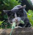 <p>Gatos são a maioria na população de Ishinomaki</p>  Foto: Atlas Obscura / Reprodução