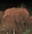 <p>O filhote passou uma noite inteira deitado sobre a mãe e se recusava a deixá-la</p>  Foto: Twitter