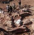 Os paleontólogos acharam cerca de 150 ossos no total  Foto: BBC News Brasil