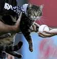 Tara se lançou contra um cão que atacava Jeremy; o garoto foi imediatamente solto pelo animal e se recupera bem - levou dez pontos na perna  Foto: Reuters