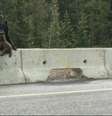 Imagens foram gravadas no Kootenay National Park, no oeste do Canadá  Foto: BBC