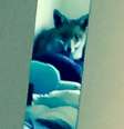 <p>Quando abriram a porta do quarto de hóspedes, o casal encontrou a raposa deitada tranquilamente em cima da cama.</p>  Foto: Mirror / Reprodução