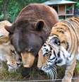 <p>Juntos há 13 anos, predadores são amigos inseparáveis</p>  Foto: NOAH'S ARK / Reprodução