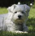 <p>West Highland White Terrier</p>  Foto: Getty Images 