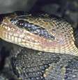 <p>A cobra d'água é uma das espécies identificadas pela ONG WWF</p>  Foto: AFP