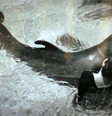 Pesquisadora disse que o animal gostava de se esfregar nela e ela permitia  Foto: BBC/ Youtube / Divulgação