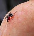 <p>Vírus da dengue é transmitido pelo mosquito Aedes Aegypti</p>  Foto: Eco Desenvolvimento