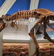<p>Especialistas garantem que os dinossauros tinham "sangue morno"</p>  Foto: Flickr
