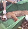 <p>Onça é capturada após atropelamento no interior de São Paulo</p>  Foto: Zoológico de Bauru / Divulgação