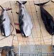 <p><i>O</i> Japão assinou uma moratória à caça de baleias em 1986, mas continuou caçando os animais, segundo o país, para pesquisa</p>  Foto: Twitter