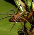 <p>Peixes capturados pelas aranhas foram, em média, cerca de duas vezes maiores que seus predadores.</p>  Foto: Reuters