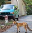 <p>Raposas transitam tranquilas pelas ruas de Berlim</p>  Foto: Derk Ehlert / Divulgação