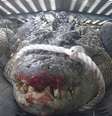 <p>Crocodilo conhecido como "Shorty" foi preso por uma armadilha montada às margens do mar</p>  Foto: Daily Mail / Reprodução
