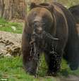 <p>O urso mais velho já havia matado um de seus filhotes por ciúmes da atenção que a mãe dispensava a eles</p>  Foto: Daily Mail / Reprodução