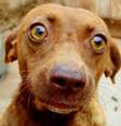 <p>Estudo garante que formato dos olhos, a cor da íris e as marcas faciais caninas fazem parte de um sistema de comunicação</p>  Foto: [JP] Corrêa Carvalho - JH-F' (HD3 / Flickr