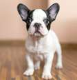 <p>Buldogue francês</p>  Foto: Mustang_79 / Getty Images 