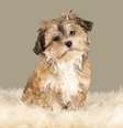 <p>Bichon havan&ecirc;s</p>  Foto: bina01/Getty Images