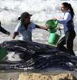 Baleia ficou encalhada por quase dois dias em praia australiana  Foto: Jason O'Brien / Reuters