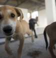 <p>De Norte a Sul do Brasil, são voluntários que socorrem animais vítimas de maus-tratos e rejeitados por antigos donos, na maioria das vezes sem o apoio dos governos</p>  Foto: Mauro Pimentel / Terra