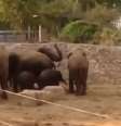 <p>Os animais fizeram um círculo na tentativa de proteger os mais novos</p>  Foto: Youtube