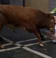 <p>Um homem é chifrado por um touro nas ruas de Pamplona, em 14 de julho, durante o Festival de São Firmino</p>  Foto: Vincent West  / Reuters