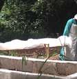 <p>Profissionais de saúde carregam o corpo de uma vítima do Ebola em Kenema, Serra Leoa, em 25 de junho</p>  Foto: Umaru Fofana / Reuters