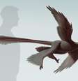 <p>Changyuraptor é o maior dinossauro de quatro asas já descoberto com mais de 1,3 metro</p>  Foto: Stephanie Abramowicz / Dinosaur Institute, NHM