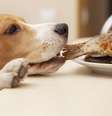 <p>Sistema digestivo dos cães não é preparado para os mesmos alimentos que os humanos consomem</p>  Foto: Getty Images 